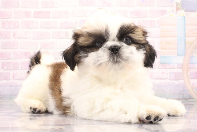 大阪府のシーズー (Coo&RIKU天王寺店/2026年5月21日生まれ/男の子/ホワイトゴールド)の子犬の2枚目の画像