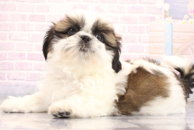 大阪府のシーズー (Coo&RIKU天王寺店/2026年5月21日生まれ/男の子/ホワイトゴールド)の子犬の3枚目の画像