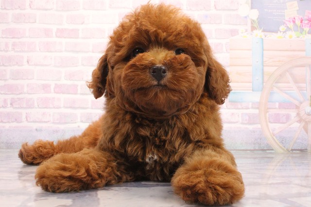 大阪府のトイプードル(トイ) (Coo&RIKU天王寺店/2026年5月15日生まれ/男の子/レッドフォーン)の子犬の1枚目の画像