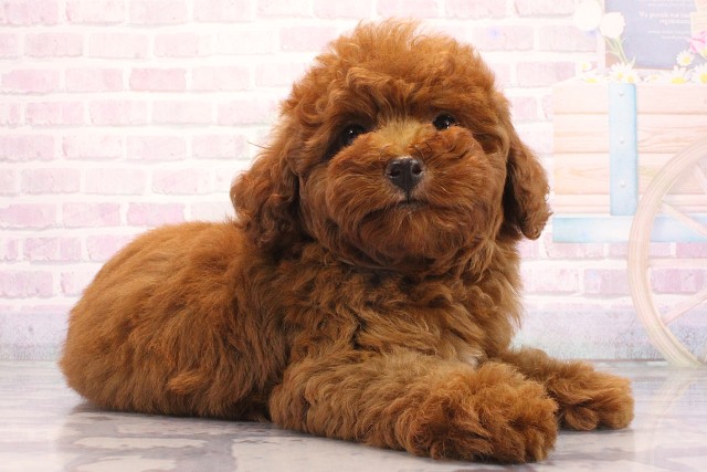 大阪府のトイプードル(トイ) (Coo&RIKU天王寺店/2026年5月15日生まれ/男の子/レッドフォーン)の子犬の2枚目の画像