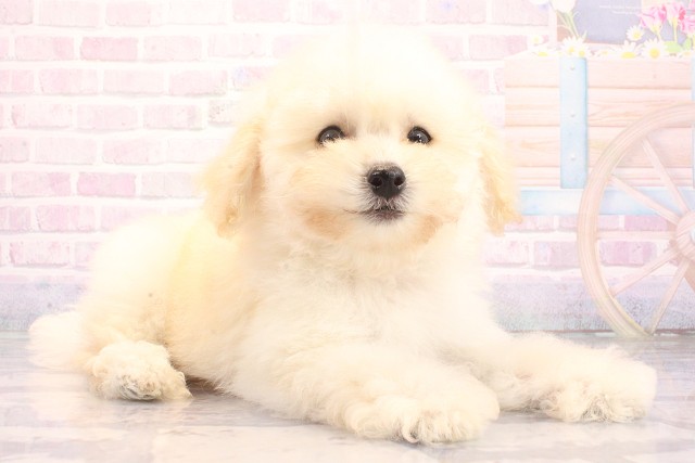 兵庫県のトイプードル(トイ) (Coo&RIKU丹波店/2026年5月17日生まれ/女の子/ホワイト)の子犬の2枚目の画像