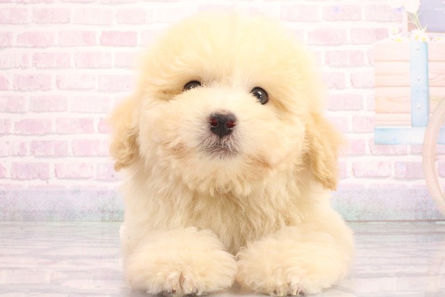 兵庫県のトイプードル(トイ) (Coo&RIKU尼崎店/2026年5月17日生まれ/男の子/ペールフォーン)の子犬