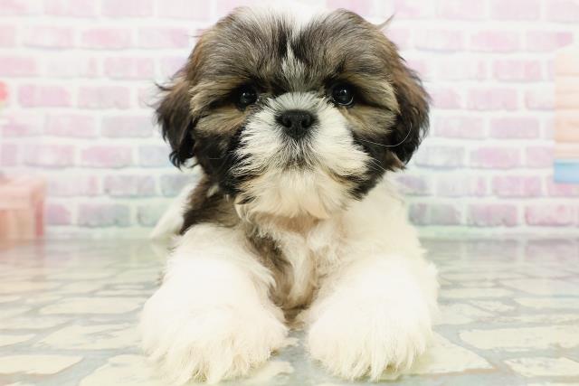 東京都のシーズー (Coo&RIKU府中店/2026年5月12日生まれ/男の子/ホワイトゴールド)の子犬の1枚目の画像