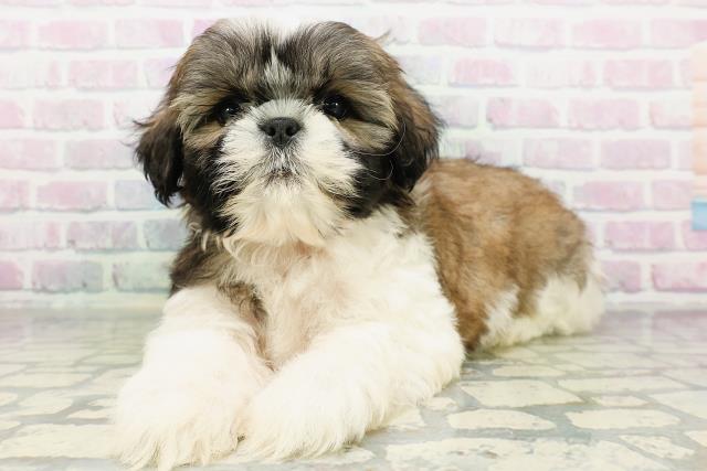 東京都のシーズー (Coo&RIKU府中店/2026年5月12日生まれ/男の子/ホワイトゴールド)の子犬の2枚目の画像