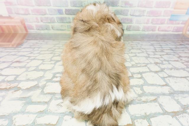 東京都のシーズー (Coo&RIKU府中店/2026年5月12日生まれ/男の子/ホワイトゴールド)の子犬の4枚目の画像