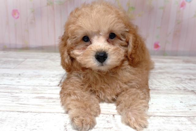 北海道のトイプードル(トイ) (Coo&RIKU札幌東店/2026年5月18日生まれ/男の子/レッド)の子犬の1枚目の画像
