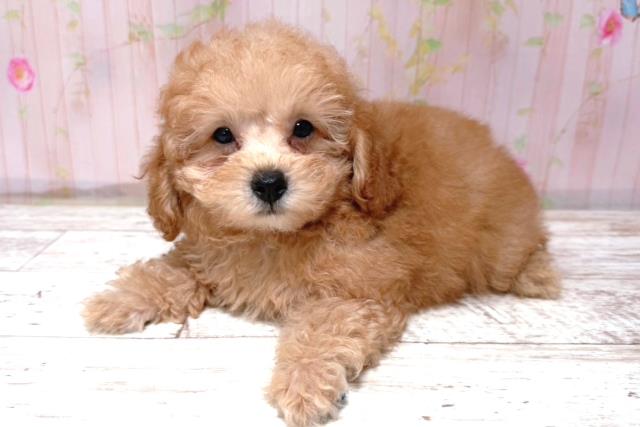 北海道のトイプードル(トイ) (Coo&RIKU札幌東店/2026年5月18日生まれ/男の子/レッド)の子犬の2枚目の画像