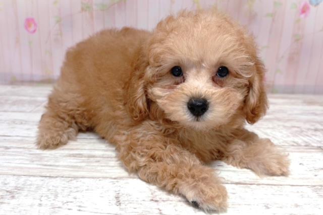 北海道のトイプードル(トイ) (Coo&RIKU札幌東店/2026年5月18日生まれ/男の子/レッド)の子犬の3枚目の画像