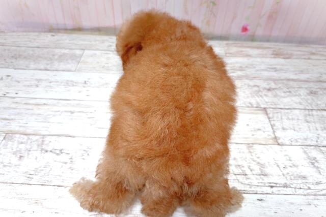 北海道のトイプードル(トイ) (Coo&RIKU札幌東店/2026年5月18日生まれ/男の子/レッド)の子犬の4枚目の画像