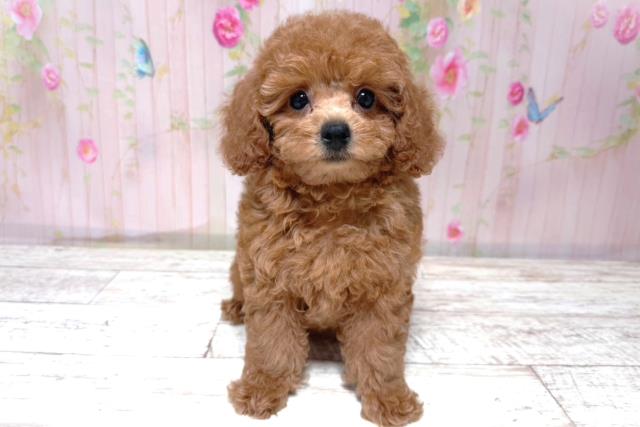 北海道のトイプードル(トイ) (Coo&RIKU札幌東店/2026年5月18日生まれ/女の子/レッド)の子犬の1枚目の画像