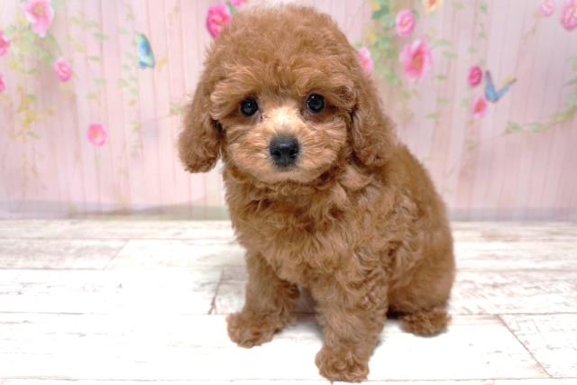北海道のトイプードル(トイ) (Coo&RIKU札幌東店/2026年5月18日生まれ/女の子/レッド)の子犬の2枚目の画像