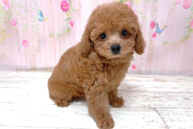 北海道のトイプードル(トイ) (Coo&RIKU札幌東店/2026年5月18日生まれ/女の子/レッド)の子犬の3枚目の画像