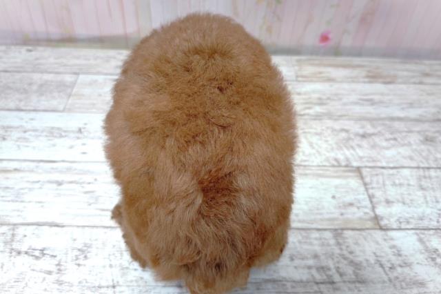 北海道のトイプードル(トイ) (Coo&RIKU札幌東店/2026年5月18日生まれ/女の子/レッド)の子犬の4枚目の画像