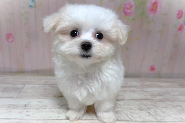 北海道のマルチーズ (Coo&RIKU札幌東店/2026年5月20日生まれ/男の子/ホワイト)の子犬の1枚目の画像