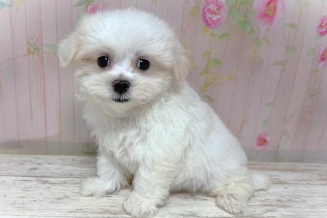 北海道のマルチーズ (Coo&RIKU札幌東店/2026年5月20日生まれ/男の子/ホワイト)の子犬の2枚目の画像