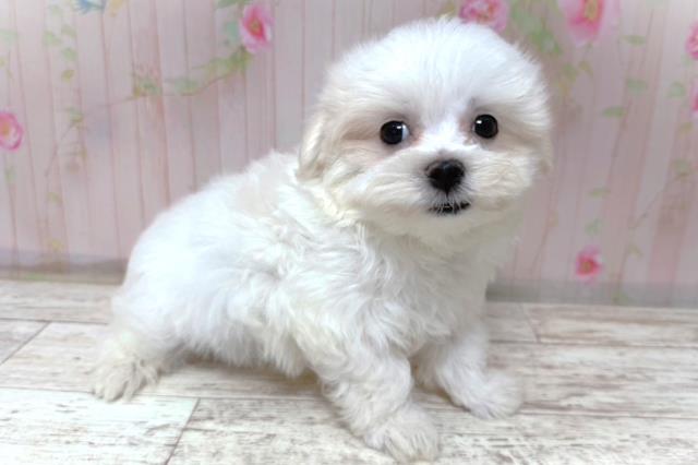 北海道のマルチーズ (Coo&RIKU札幌東店/2026年5月20日生まれ/男の子/ホワイト)の子犬の3枚目の画像