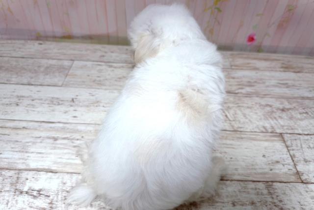 北海道のマルチーズ (Coo&RIKU札幌東店/2026年5月20日生まれ/男の子/ホワイト)の子犬の4枚目の画像