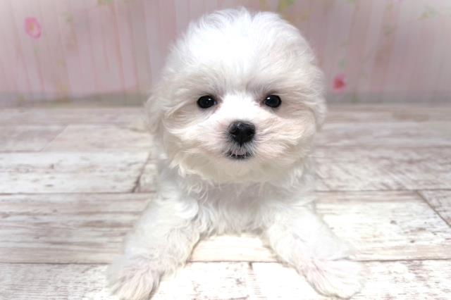 北海道のマルチーズ (Coo&RIKU北見店/2026年5月20日生まれ/女の子/ホワイト)の子犬の1枚目の画像