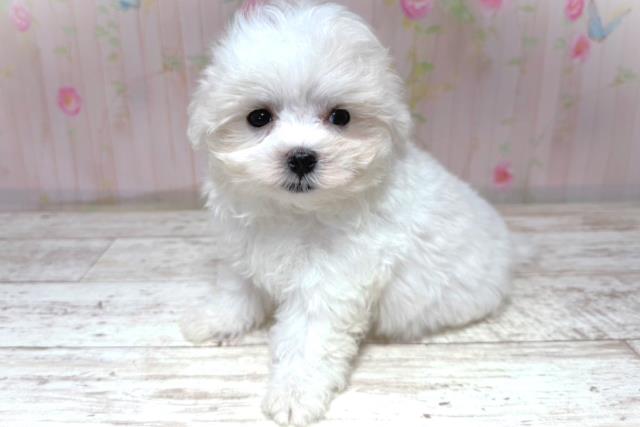 北海道のマルチーズ (Coo&RIKU北見店/2026年5月20日生まれ/女の子/ホワイト)の子犬の2枚目の画像