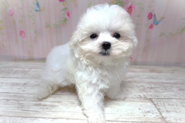 北海道のマルチーズ (Coo&RIKU北見店/2026年5月20日生まれ/女の子/ホワイト)の子犬の3枚目の画像