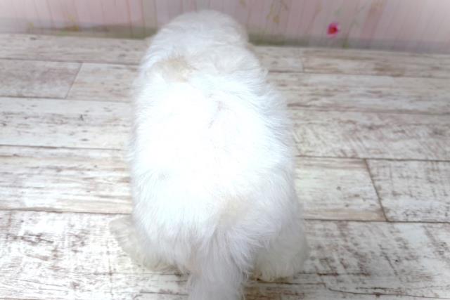 北海道のマルチーズ (Coo&RIKU北見店/2026年5月20日生まれ/女の子/ホワイト)の子犬の4枚目の画像