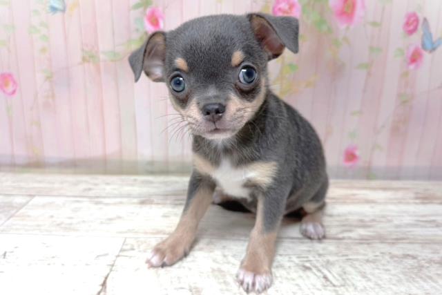 北海道のチワワ(スムース) (Coo&RIKU帯広店/2026年5月24日生まれ/女の子/ブルーフォーン)の子犬の2枚目の画像