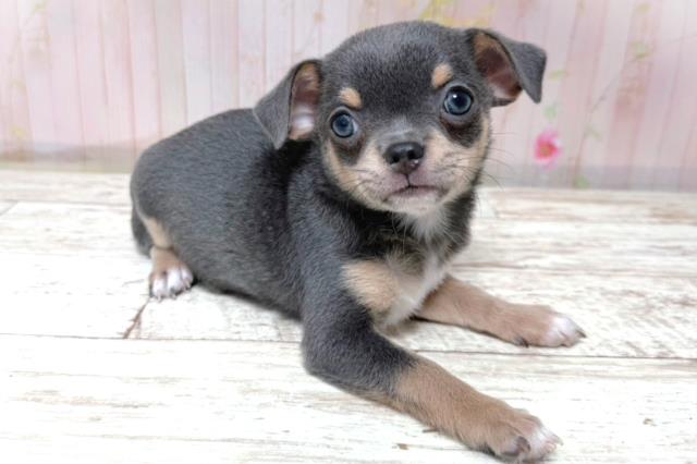 北海道のチワワ(スムース) (Coo&RIKU帯広店/2026年5月24日生まれ/女の子/ブルーフォーン)の子犬の3枚目の画像