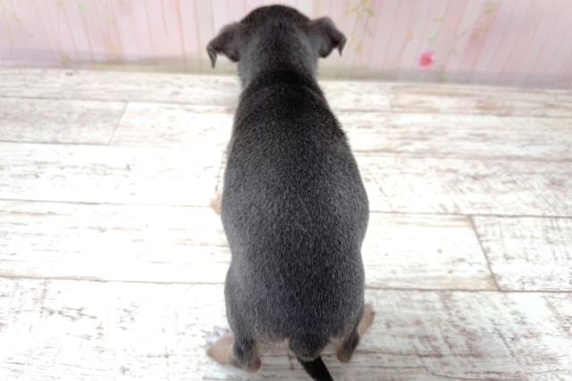 北海道のチワワ(スムース) (Coo&RIKU帯広店/2026年5月24日生まれ/女の子/ブルーフォーン)の子犬の4枚目の画像