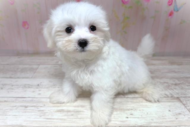 北海道のマルチーズ (Coo&RIKU北見店/2026年5月21日生まれ/男の子/ホワイト)の子犬の2枚目の画像