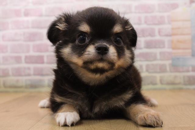 青森県のチワワ(ロング) (Coo&RIKU八戸店/2026年5月21日生まれ/男の子/ブラックタン)の子犬の1枚目の画像
