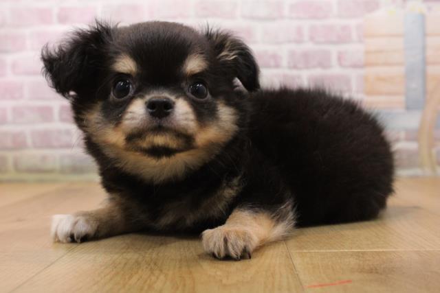 青森県のチワワ(ロング) (Coo&RIKU八戸店/2026年5月21日生まれ/男の子/ブラックタン)の子犬の2枚目の画像