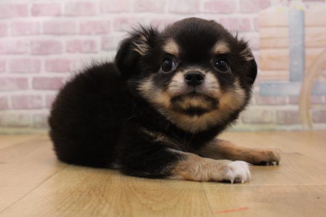 青森県のチワワ(ロング) (Coo&RIKU八戸店/2026年5月21日生まれ/男の子/ブラックタン)の子犬の3枚目の画像