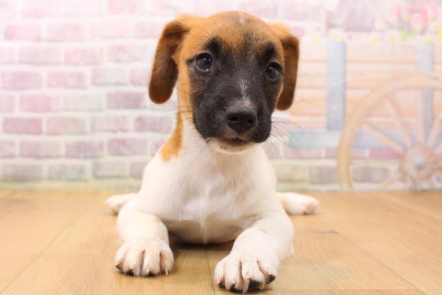 岩手県のジャックラッセルテリア (Coo&RIKU一関店/2026年5月22日生まれ/男の子/タンホワイト)の子犬の1枚目の画像