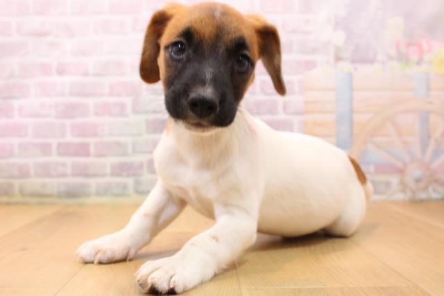 岩手県のジャックラッセルテリア (Coo&RIKU一関店/2026年5月22日生まれ/男の子/タンホワイト)の子犬の2枚目の画像