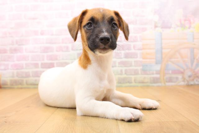 岩手県のジャックラッセルテリア (Coo&RIKU一関店/2026年5月22日生まれ/男の子/タンホワイト)の子犬の3枚目の画像