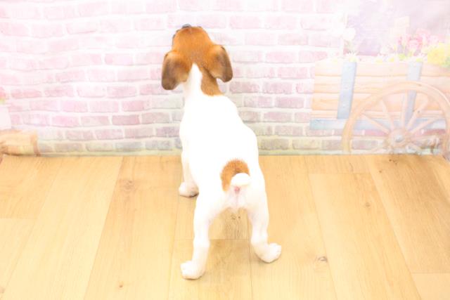 岩手県のジャックラッセルテリア (Coo&RIKU一関店/2026年5月22日生まれ/男の子/タンホワイト)の子犬の4枚目の画像