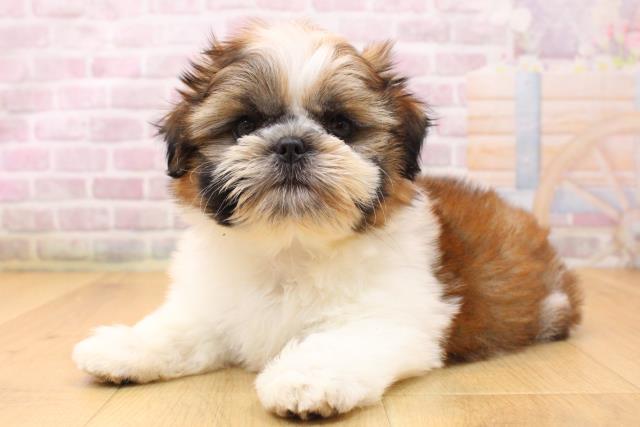 宮城県のシーズー (Coo&RIKU仙台太白店/2026年5月22日生まれ/男の子/ゴールドホワイト)の子犬の2枚目の画像