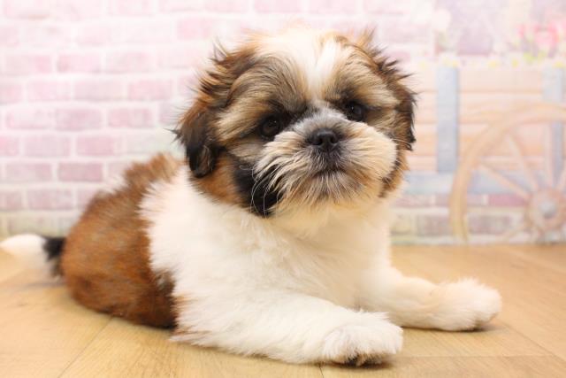 宮城県のシーズー (Coo&RIKU仙台太白店/2026年5月22日生まれ/男の子/ゴールドホワイト)の子犬の3枚目の画像