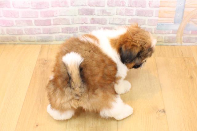 宮城県のシーズー (Coo&RIKU仙台太白店/2026年5月22日生まれ/男の子/ゴールドホワイト)の子犬の4枚目の画像