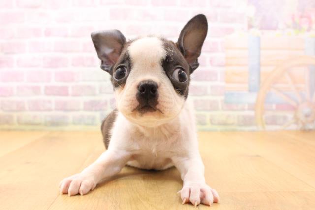 岩手県のボストンテリア (Coo&RIKU一関店/2026年5月22日生まれ/男の子/ブリンドルホワイト)の子犬の1枚目の画像