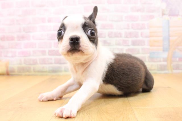 岩手県のボストンテリア (Coo&RIKU一関店/2026年5月22日生まれ/男の子/ブリンドルホワイト)の子犬の2枚目の画像