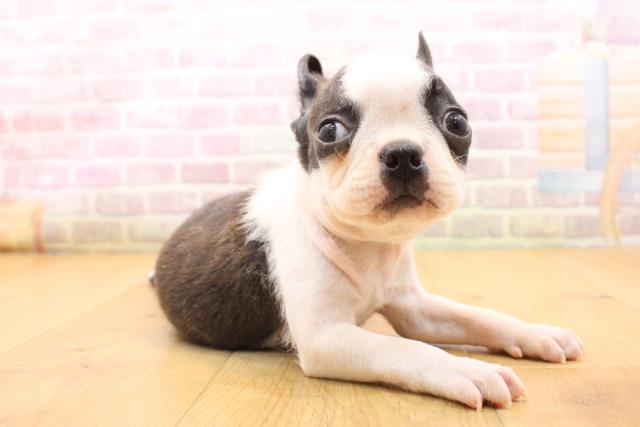 岩手県のボストンテリア (Coo&RIKU一関店/2026年5月22日生まれ/男の子/ブリンドルホワイト)の子犬の3枚目の画像