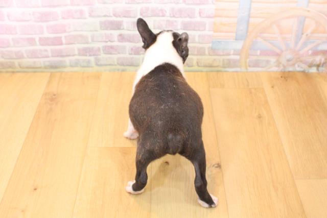 岩手県のボストンテリア (Coo&RIKU一関店/2026年5月22日生まれ/男の子/ブリンドルホワイト)の子犬の4枚目の画像