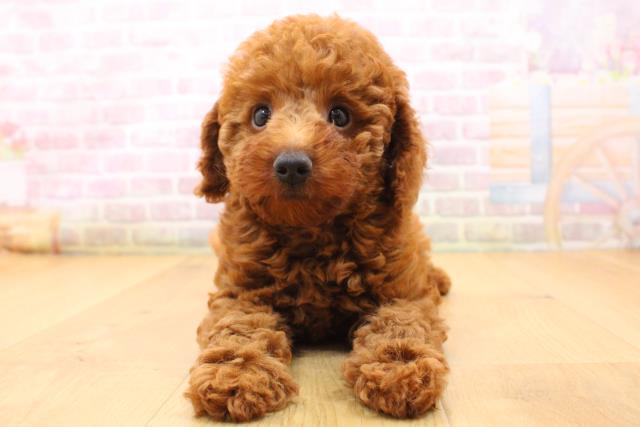 宮城県のトイプードル(トイ) (Coo&RIKU仙台太白店/2026年5月23日生まれ/女の子/レッド)の子犬の1枚目の画像