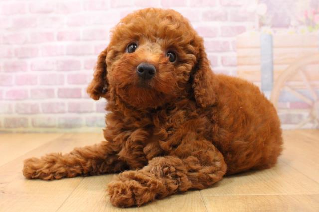 宮城県のトイプードル(トイ) (Coo&RIKU仙台太白店/2026年5月23日生まれ/女の子/レッド)の子犬の2枚目の画像