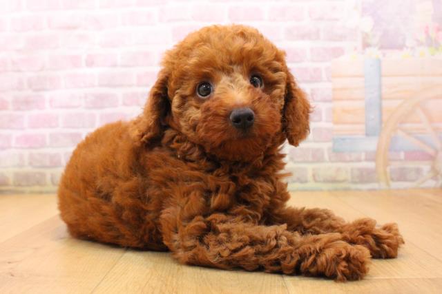 宮城県のトイプードル(トイ) (Coo&RIKU仙台太白店/2026年5月23日生まれ/女の子/レッド)の子犬の3枚目の画像
