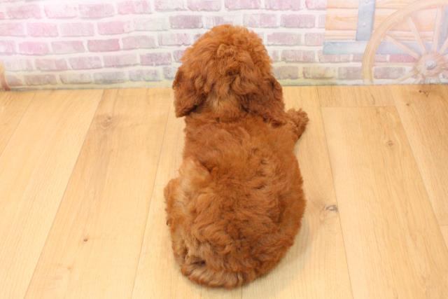 宮城県のトイプードル(トイ) (Coo&RIKU仙台太白店/2026年5月23日生まれ/女の子/レッド)の子犬の4枚目の画像
