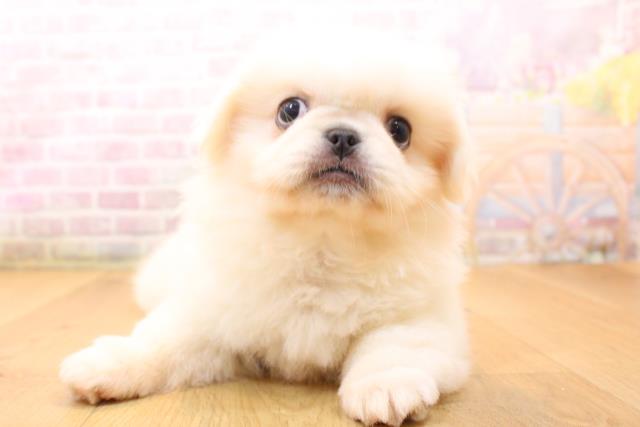 岩手県のペキニーズ (Coo&RIKU岩手盛岡店/2026年5月24日生まれ/男の子/ホワイト)の子犬の1枚目の画像
