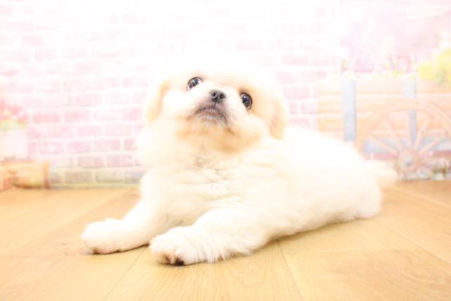 岩手県のペキニーズ (Coo&RIKU岩手盛岡店/2026年5月24日生まれ/男の子/ホワイト)の子犬の2枚目の画像