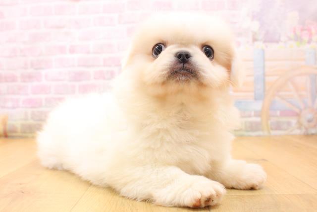 岩手県のペキニーズ (Coo&RIKU岩手盛岡店/2026年5月24日生まれ/男の子/ホワイト)の子犬の3枚目の画像